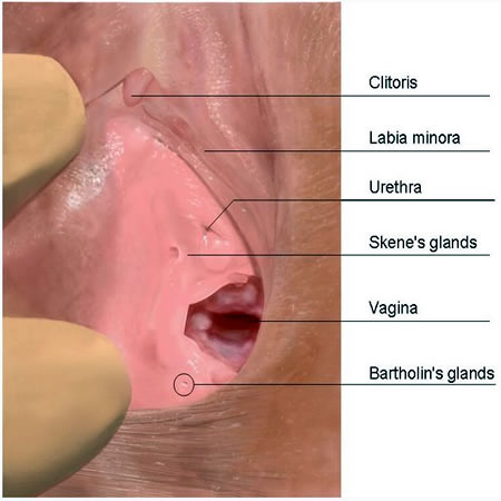 Majora cysts on labia hard bump