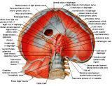 Anatomie: oesophagus (slokdarm), cardia (maag),duodenum,choledochus,galblaas,lever,pancreas,ileum,jejunum,colon,sigmoid,rectum,anusuterus,omentum,nier,vena porta,aorta.