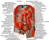 Anatomie: oesophagus (slokdarm), cardia (maag),duodenum,choledochus,galblaas,lever,pancreas,ileum,jejunum,colon,sigmoid,rectum,anusuterus,omentum,nier,vena porta,aorta.