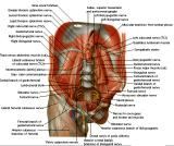 Anatomie: oesophagus (slokdarm), cardia (maag),duodenum,choledochus,galblaas,lever,pancreas,ileum,jejunum,colon,sigmoid,rectum,anusuterus,omentum,nier,vena porta,aorta.