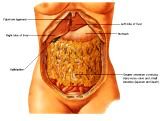 Anatomie: oesophagus (slokdarm), cardia (maag),duodenum,choledochus,galblaas,lever,pancreas,ileum,jejunum,colon,sigmoid,rectum,anusuterus,omentum,nier,vena porta,aorta.