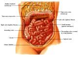 Anatomie: oesophagus (slokdarm), cardia (maag),duodenum,choledochus,galblaas,lever,pancreas,ileum,jejunum,colon,sigmoid,rectum,anusuterus,omentum,nier,vena porta,aorta.