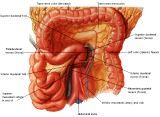 Anatomie: oesophagus (slokdarm), cardia (maag),duodenum,choledochus,galblaas,lever,pancreas,ileum,jejunum,colon,sigmoid,rectum,anusuterus,omentum,nier,vena porta,aorta.