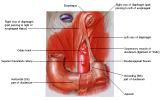 Anatomie: oesophagus (slokdarm), cardia (maag),duodenum,choledochus,galblaas,lever,pancreas,ileum,jejunum,colon,sigmoid,rectum,anusuterus,omentum,nier,vena porta,aorta.