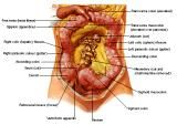 Anatomie: oesophagus (slokdarm), cardia (maag),duodenum,choledochus,galblaas,lever,pancreas,ileum,jejunum,colon,sigmoid,rectum,anusuterus,omentum,nier,vena porta,aorta.