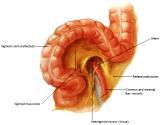 Anatomie: oesophagus (slokdarm), cardia (maag),duodenum,choledochus,galblaas,lever,pancreas,ileum,jejunum,colon,sigmoid,rectum,anusuterus,omentum,nier,vena porta,aorta.