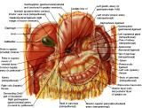 Anatomie: oesophagus (slokdarm), cardia (maag),duodenum,choledochus,galblaas,lever,pancreas,ileum,jejunum,colon,sigmoid,rectum,anusuterus,omentum,nier,vena porta,aorta.