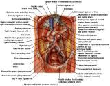 Anatomie: oesophagus (slokdarm), cardia (maag),duodenum,choledochus,galblaas,lever,pancreas,ileum,jejunum,colon,sigmoid,rectum,anusuterus,omentum,nier,vena porta,aorta.