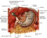 Anatomie: oesophagus (slokdarm), cardia (maag),duodenum,choledochus,galblaas,lever,pancreas,ileum,jejunum,colon,sigmoid,rectum,anusuterus,omentum,nier,vena porta,aorta.