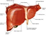 Anatomie: oesophagus (slokdarm), cardia (maag),duodenum,choledochus,galblaas,lever,pancreas,ileum,jejunum,colon,sigmoid,rectum,anusuterus,omentum,nier,vena porta,aorta.