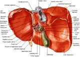 Anatomie: oesophagus (slokdarm), cardia (maag),duodenum,choledochus,galblaas,lever,pancreas,ileum,jejunum,colon,sigmoid,rectum,anusuterus,omentum,nier,vena porta,aorta.