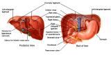 Anatomie: oesophagus (slokdarm), cardia (maag),duodenum,choledochus,galblaas,lever,pancreas,ileum,jejunum,colon,sigmoid,rectum,anusuterus,omentum,nier,vena porta,aorta.