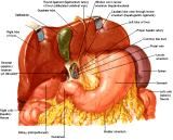 Anatomie: oesophagus (slokdarm), cardia (maag),duodenum,choledochus,galblaas,lever,pancreas,ileum,jejunum,colon,sigmoid,rectum,anusuterus,omentum,nier,vena porta,aorta.