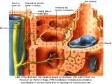 Anatomie: oesophagus (slokdarm), cardia (maag),duodenum,choledochus,galblaas,lever,pancreas,ileum,jejunum,colon,sigmoid,rectum,anusuterus,omentum,nier,vena porta,aorta.