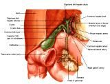 Anatomie: oesophagus (slokdarm), cardia (maag),duodenum,choledochus,galblaas,lever,pancreas,ileum,jejunum,colon,sigmoid,rectum,anusuterus,omentum,nier,vena porta,aorta.