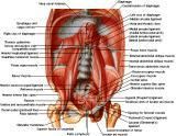 Anatomie: oesophagus (slokdarm), cardia (maag),duodenum,choledochus,galblaas,lever,pancreas,ileum,jejunum,colon,sigmoid,rectum,anusuterus,omentum,nier,vena porta,aorta.