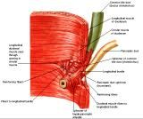 Anatomie: oesophagus (slokdarm), cardia (maag),duodenum,choledochus,galblaas,lever,pancreas,ileum,jejunum,colon,sigmoid,rectum,anusuterus,omentum,nier,vena porta,aorta.