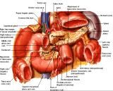 Anatomie: oesophagus (slokdarm), cardia (maag),duodenum,choledochus,galblaas,lever,pancreas,ileum,jejunum,colon,sigmoid,rectum,anusuterus,omentum,nier,vena porta,aorta.