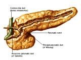 Anatomie: oesophagus (slokdarm), cardia (maag),duodenum,choledochus,galblaas,lever,pancreas,ileum,jejunum,colon,sigmoid,rectum,anusuterus,omentum,nier,vena porta,aorta.