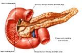 Anatomie: oesophagus (slokdarm), cardia (maag),duodenum,choledochus,galblaas,lever,pancreas,ileum,jejunum,colon,sigmoid,rectum,anusuterus,omentum,nier,vena porta,aorta.