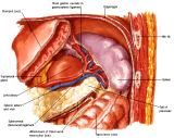 Anatomie: oesophagus (slokdarm), cardia (maag),duodenum,choledochus,galblaas,lever,pancreas,ileum,jejunum,colon,sigmoid,rectum,anusuterus,omentum,nier,vena porta,aorta.