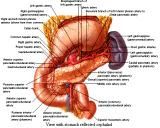 Anatomie: oesophagus (slokdarm), cardia (maag),duodenum,choledochus,galblaas,lever,pancreas,ileum,jejunum,colon,sigmoid,rectum,anusuterus,omentum,nier,vena porta,aorta.