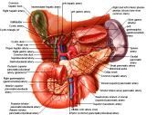 Anatomie: oesophagus (slokdarm), cardia (maag),duodenum,choledochus,galblaas,lever,pancreas,ileum,jejunum,colon,sigmoid,rectum,anusuterus,omentum,nier,vena porta,aorta.