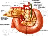 Anatomie: oesophagus (slokdarm), cardia (maag),duodenum,choledochus,galblaas,lever,pancreas,ileum,jejunum,colon,sigmoid,rectum,anusuterus,omentum,nier,vena porta,aorta.