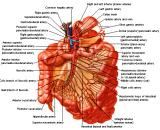 Anatomie: oesophagus (slokdarm), cardia (maag),duodenum,choledochus,galblaas,lever,pancreas,ileum,jejunum,colon,sigmoid,rectum,anusuterus,omentum,nier,vena porta,aorta.