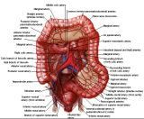 Anatomie: oesophagus (slokdarm), cardia (maag),duodenum,choledochus,galblaas,lever,pancreas,ileum,jejunum,colon,sigmoid,rectum,anusuterus,omentum,nier,vena porta,aorta.