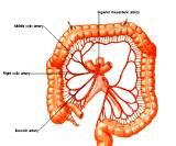 Anatomie: oesophagus (slokdarm), cardia (maag),duodenum,choledochus,galblaas,lever,pancreas,ileum,jejunum,colon,sigmoid,rectum,anusuterus,omentum,nier,vena porta,aorta.