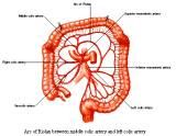 Anatomie: oesophagus (slokdarm), cardia (maag),duodenum,choledochus,galblaas,lever,pancreas,ileum,jejunum,colon,sigmoid,rectum,anusuterus,omentum,nier,vena porta,aorta.