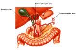 Anatomie: oesophagus (slokdarm), cardia (maag),duodenum,choledochus,galblaas,lever,pancreas,ileum,jejunum,colon,sigmoid,rectum,anusuterus,omentum,nier,vena porta,aorta.