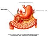 Anatomie: oesophagus (slokdarm), cardia (maag),duodenum,choledochus,galblaas,lever,pancreas,ileum,jejunum,colon,sigmoid,rectum,anusuterus,omentum,nier,vena porta,aorta.