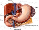 Anatomie: oesophagus (slokdarm), cardia (maag),duodenum,choledochus,galblaas,lever,pancreas,ileum,jejunum,colon,sigmoid,rectum,anusuterus,omentum,nier,vena porta,aorta.