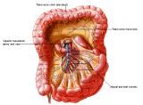 Anatomie: oesophagus (slokdarm), cardia (maag),duodenum,choledochus,galblaas,lever,pancreas,ileum,jejunum,colon,sigmoid,rectum,anusuterus,omentum,nier,vena porta,aorta.