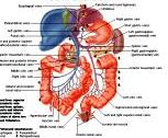 Anatomie: oesophagus (slokdarm), cardia (maag),duodenum,choledochus,galblaas,lever,pancreas,ileum,jejunum,colon,sigmoid,rectum,anusuterus,omentum,nier,vena porta,aorta.