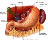 Anatomie: oesophagus (slokdarm), cardia (maag),duodenum,choledochus,galblaas,lever,pancreas,ileum,jejunum,colon,sigmoid,rectum,anusuterus,omentum,nier,vena porta,aorta.