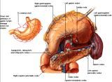 Anatomie: oesophagus (slokdarm), cardia (maag),duodenum,choledochus,galblaas,lever,pancreas,ileum,jejunum,colon,sigmoid,rectum,anusuterus,omentum,nier,vena porta,aorta.