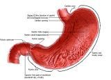 Anatomie: oesophagus (slokdarm), cardia (maag),duodenum,choledochus,galblaas,lever,pancreas,ileum,jejunum,colon,sigmoid,rectum,anusuterus,omentum,nier,vena porta,aorta.