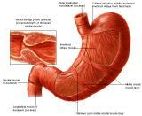 Anatomie: oesophagus (slokdarm), cardia (maag),duodenum,choledochus,galblaas,lever,pancreas,ileum,jejunum,colon,sigmoid,rectum,anusuterus,omentum,nier,vena porta,aorta.