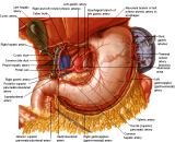 Anatomie: oesophagus (slokdarm), cardia (maag),duodenum,choledochus,galblaas,lever,pancreas,ileum,jejunum,colon,sigmoid,rectum,anusuterus,omentum,nier,vena porta,aorta.