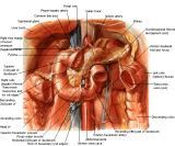 Anatomie: oesophagus (slokdarm), cardia (maag),duodenum,choledochus,galblaas,lever,pancreas,ileum,jejunum,colon,sigmoid,rectum,anusuterus,omentum,nier,vena porta,aorta.