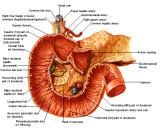 Anatomie: oesophagus (slokdarm), cardia (maag),duodenum,choledochus,galblaas,lever,pancreas,ileum,jejunum,colon,sigmoid,rectum,anusuterus,omentum,nier,vena porta,aorta.