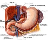 Anatomie: oesophagus (slokdarm), cardia (maag),duodenum,choledochus,galblaas,lever,pancreas,ileum,jejunum,colon,sigmoid,rectum,anusuterus,omentum,nier,vena porta,aorta.