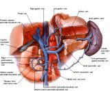 Anatomie: oesophagus (slokdarm), cardia (maag),duodenum,choledochus,galblaas,lever,pancreas,ileum,jejunum,colon,sigmoid,rectum,anusuterus,omentum,nier,vena porta,aorta.