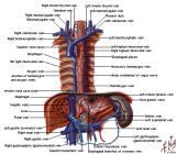 Anatomie: oesophagus (slokdarm), cardia (maag),duodenum,choledochus,galblaas,lever,pancreas,ileum,jejunum,colon,sigmoid,rectum,anusuterus,omentum,nier,vena porta,aorta.