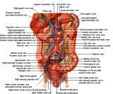 Anatomie: oesophagus (slokdarm), cardia (maag),duodenum,choledochus,galblaas,lever,pancreas,ileum,jejunum,colon,sigmoid,rectum,anusuterus,omentum,nier,vena porta,aorta.