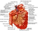 Anatomie: oesophagus (slokdarm), cardia (maag),duodenum,choledochus,galblaas,lever,pancreas,ileum,jejunum,colon,sigmoid,rectum,anusuterus,omentum,nier,vena porta,aorta.