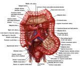 Anatomie: oesophagus (slokdarm), cardia (maag),duodenum,choledochus,galblaas,lever,pancreas,ileum,jejunum,colon,sigmoid,rectum,anusuterus,omentum,nier,vena porta,aorta.